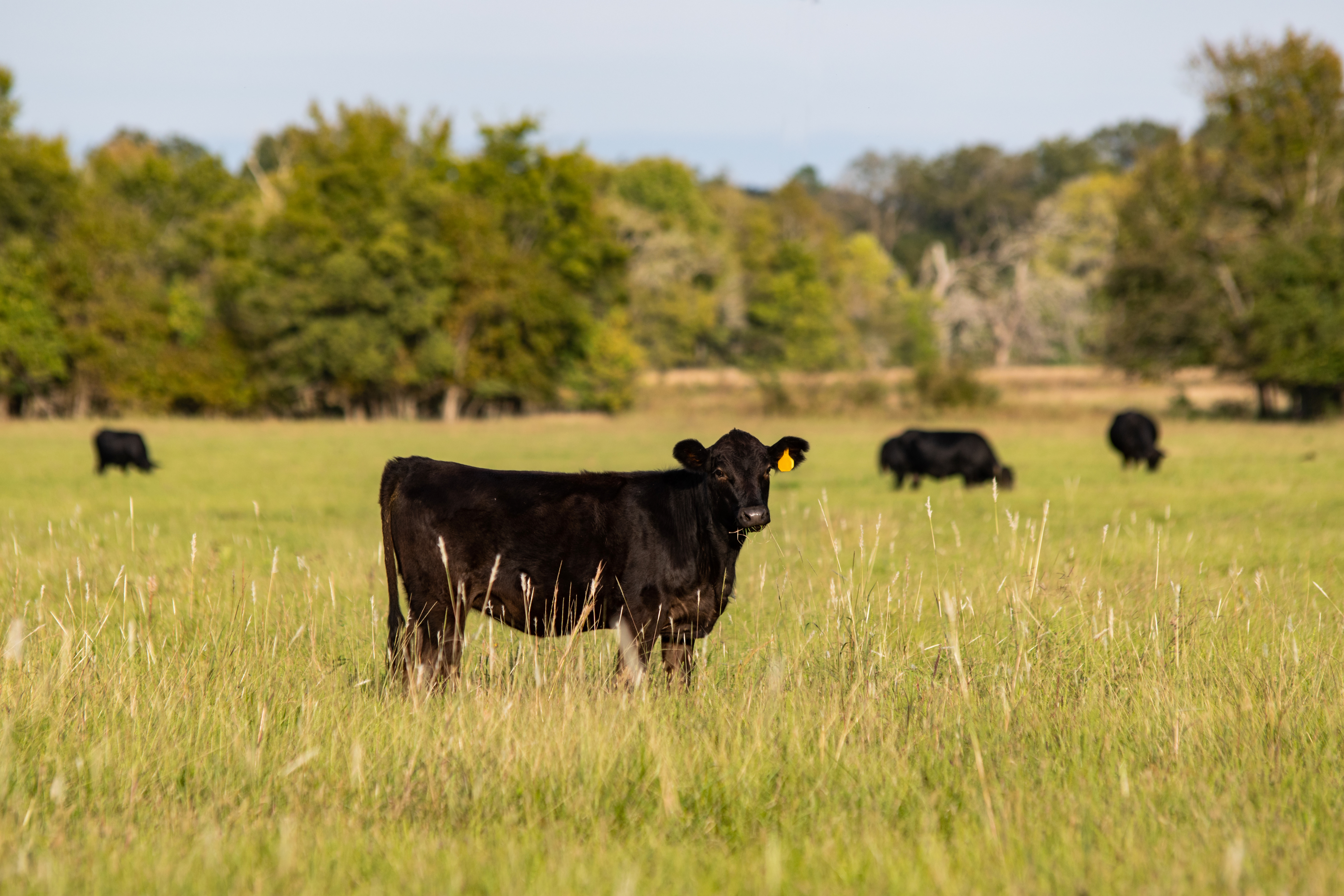 Black Angus grazing on open Argentine pasture