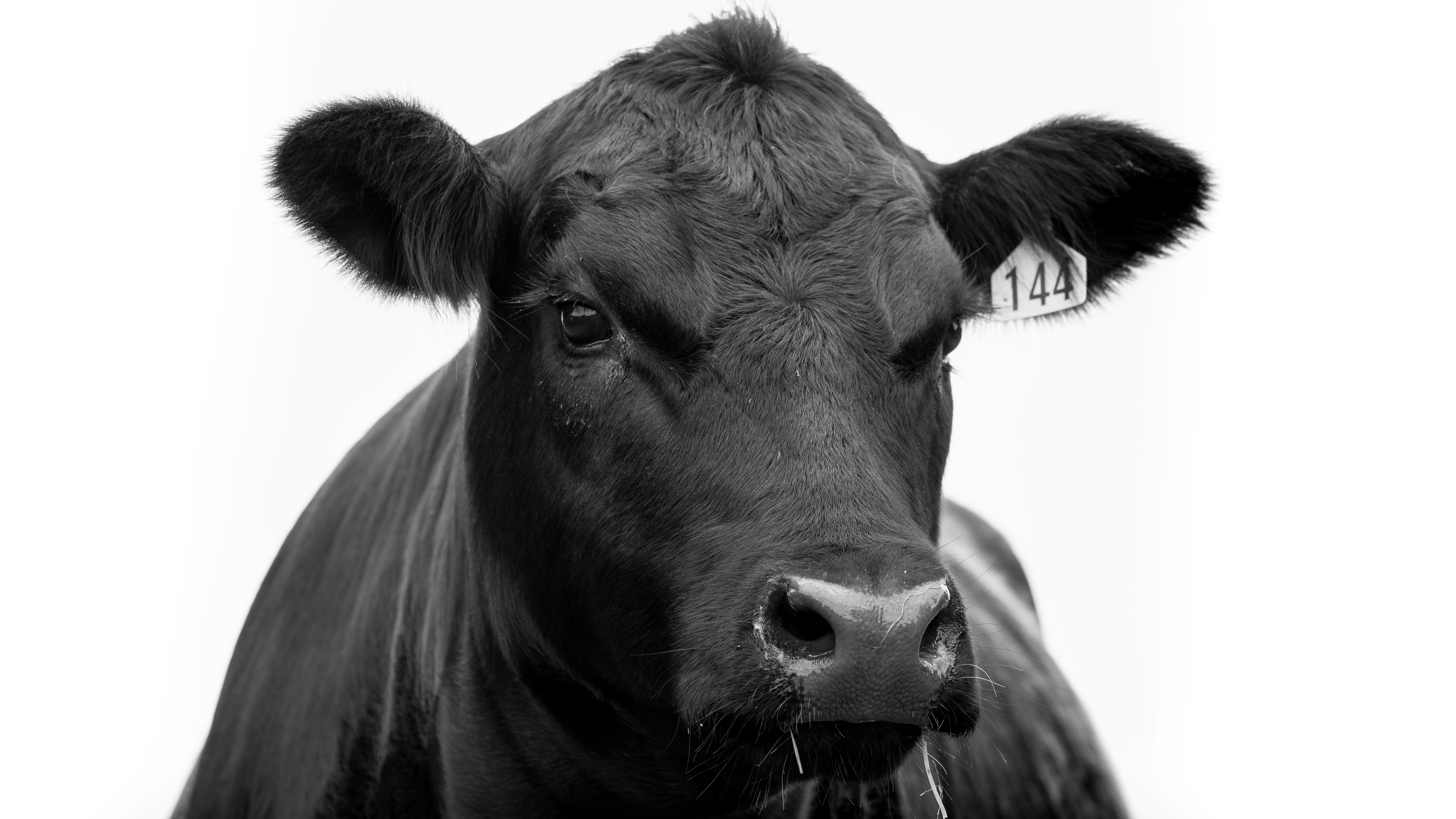 Argentine Black Angus — purity of breed
