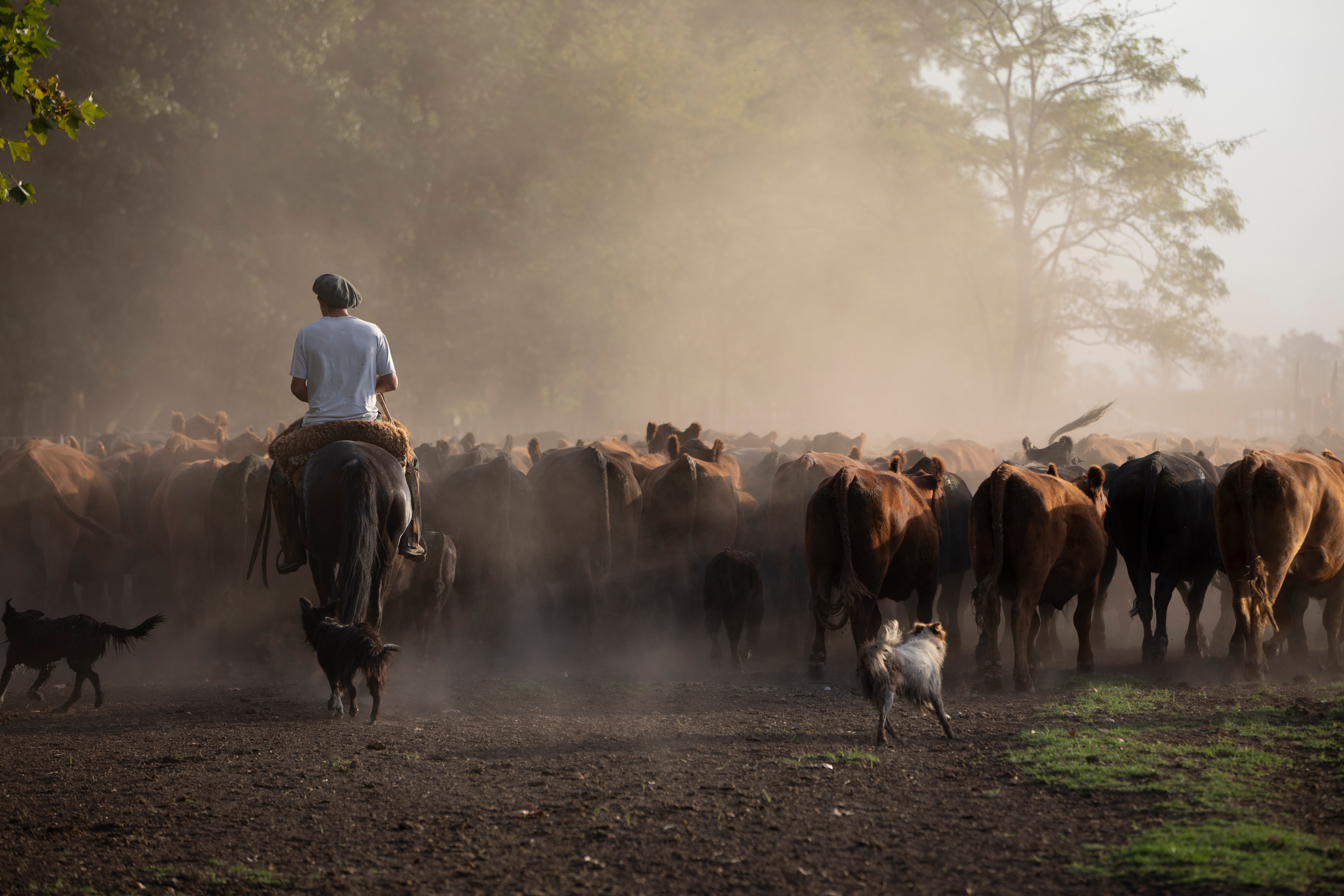 Argentine gaucho on horseback herding cattle through golden dust