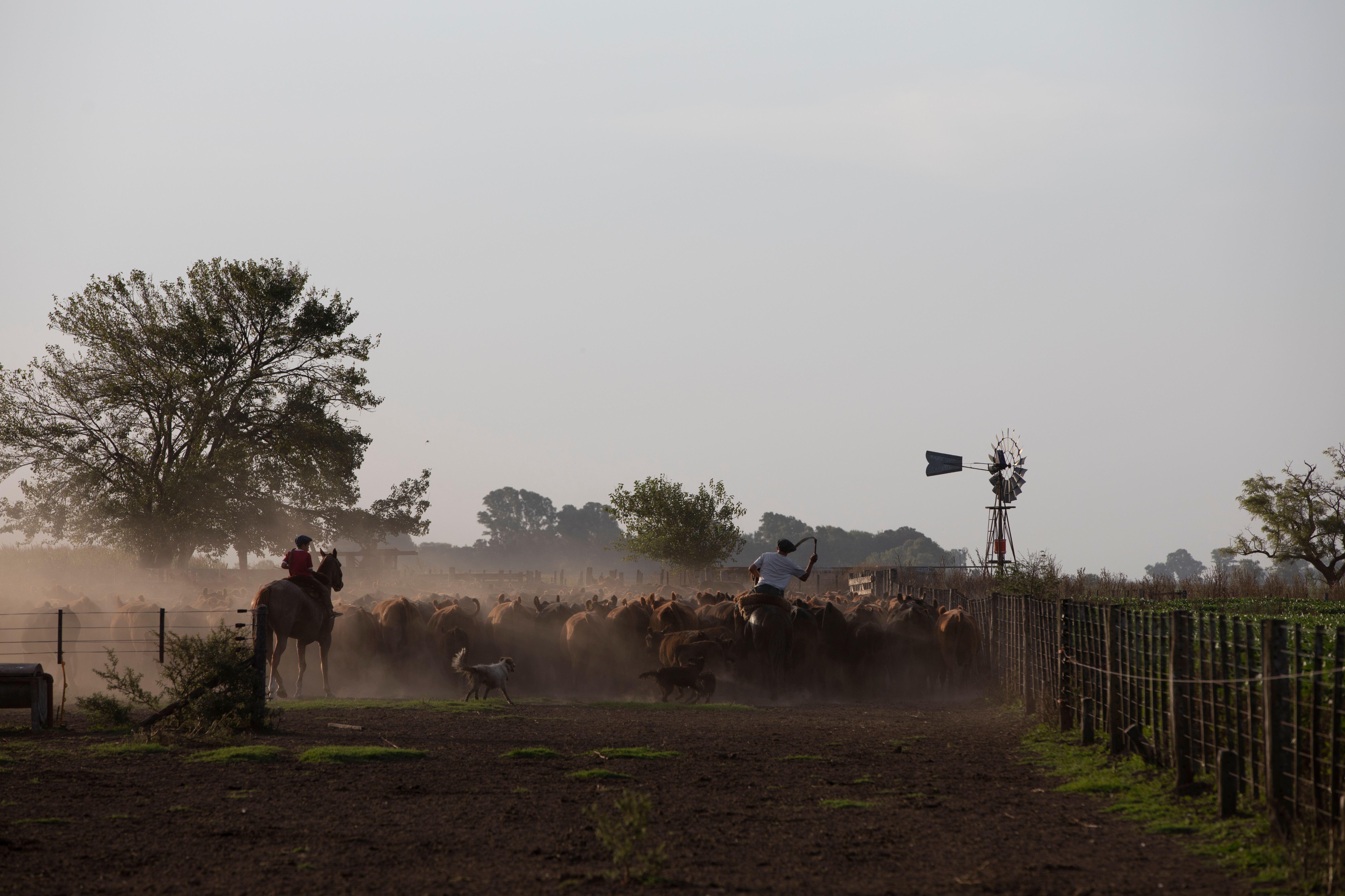 Argentine gauchos on horseback herding cattle alongside a pampas windmill